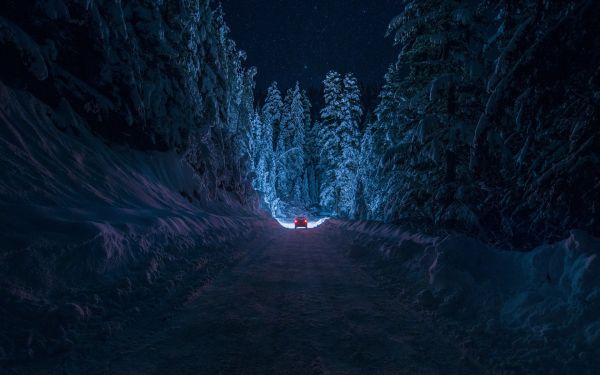 noapte,natură,pădure,zăpadă,iarnă,lumina lunii