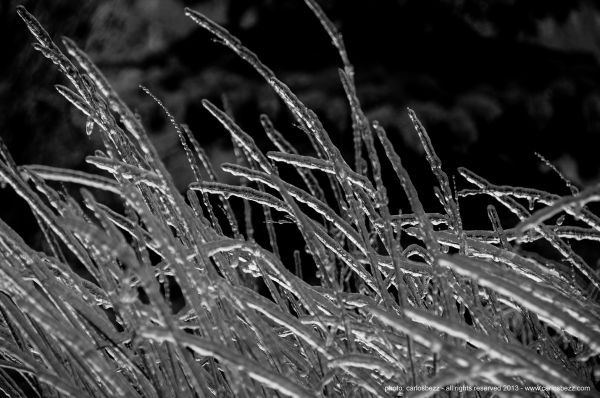 parc,rue,hiver,noir et blanc,Bw,blanc