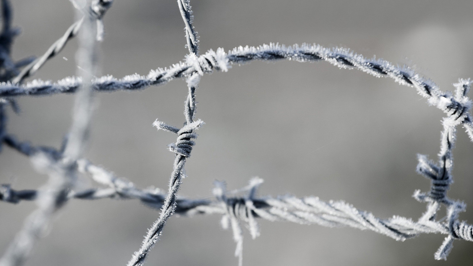 taggtråd, vatten, snö, vinter-, närbild, makro, gren, is, Frost, staket, istapp, vår, Frysning, väder, säsong, kvist, närbild, makrofotografering, växtstemen, trådstängsel