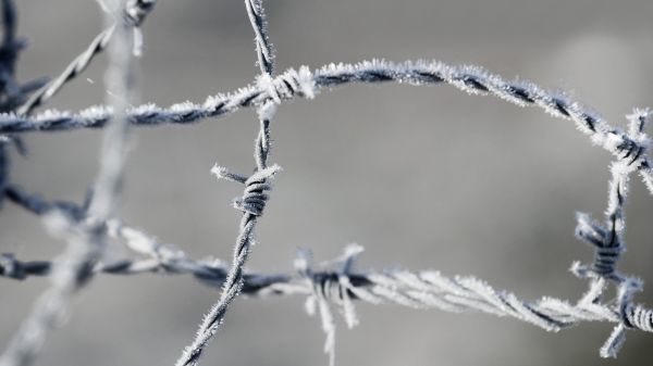 taggtråd, makro, vatten, snö, vinter-, närbild