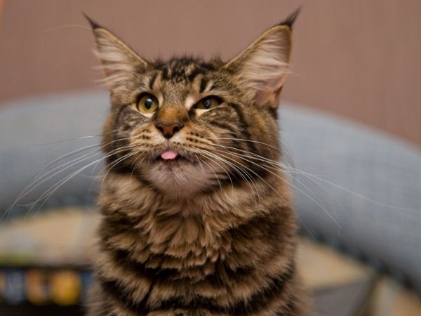 gatto,Maine Coon,capelli,peloso