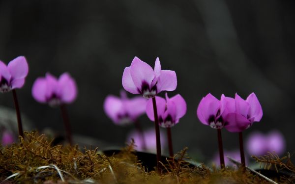 ดอกไม้สีชมพู,ดอกไม้,แมโคร,ความลึกของสนาม,พืช,สีม่วง