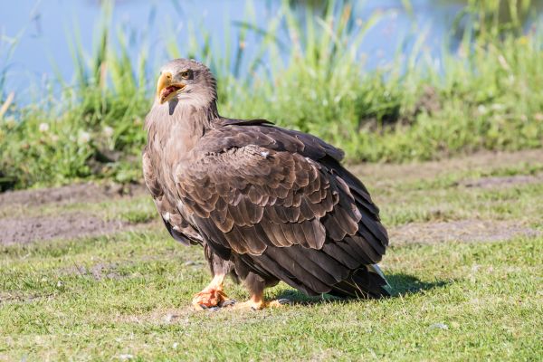 natura,uccello rapace,aquila,Danimarca,becco,aquila calva