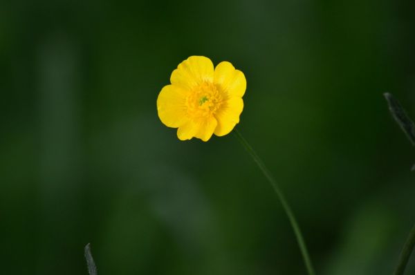 Passiebloem,1280x851 px,Boterbloem,natuur,dieren in het wild,gele bloemen