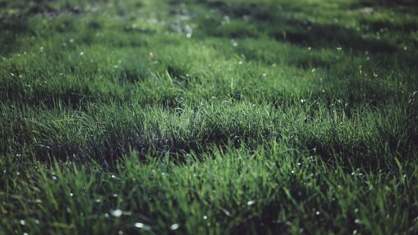 césped,Plantas,al aire libre,fotografía,50mm,luz de sol