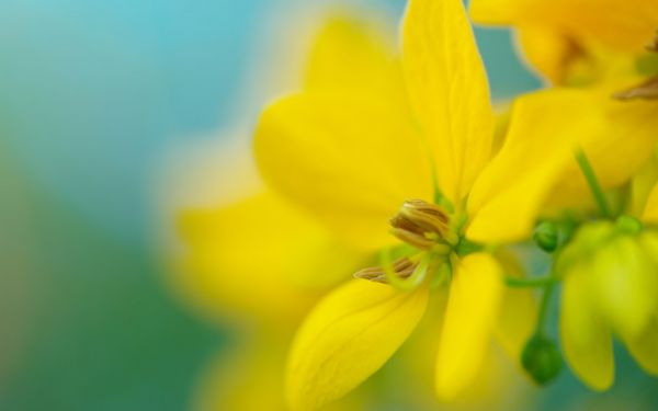 slunečnímu záření,květiny,Příroda,rostliny,fotografování,makro