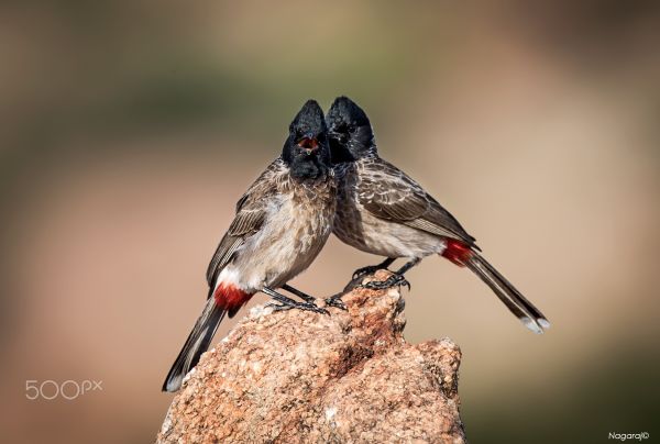 uccelli, animali, natura, fotografia, ramo, natura