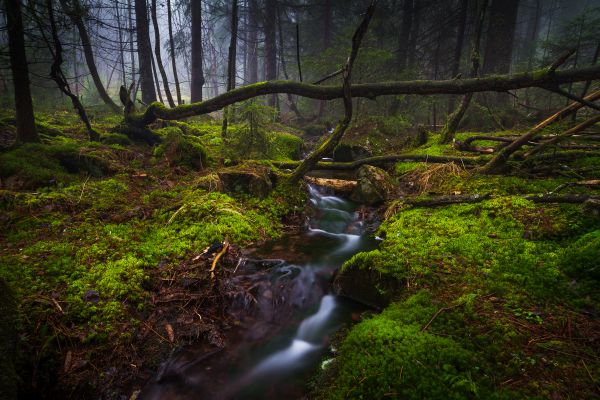 Wald, Wasserfall, Sonnenlicht, Landschaft, Blätter, Wasser