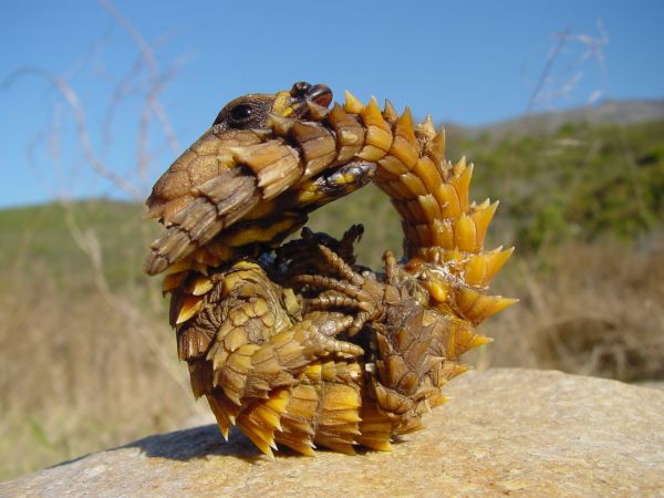 Natur,armadillo lizard,Drachen