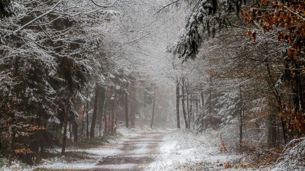 sollys, landskab, Skov, natur, sne, vinter