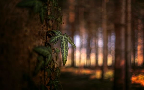 luce del sole,alberi,foresta,natura,piante,macro