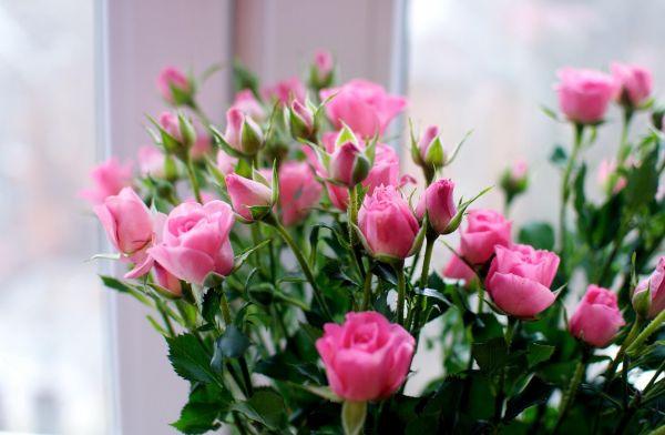 fleurs,petit,des roses,bouquet