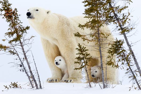 oso polar,fotografía,blanco,nieve,naturaleza,entorno natural