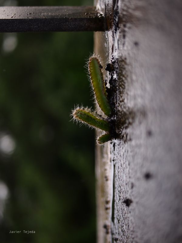 natuur,cactus,okinawa,detailopname