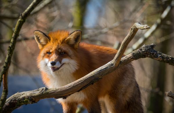 wildlife, Zoo, fox, animal, djur, exif model canoneos760d