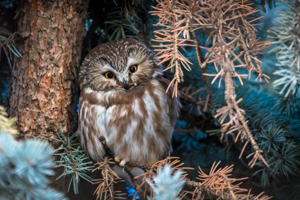 plant,nature,botany,organism,bird,beak