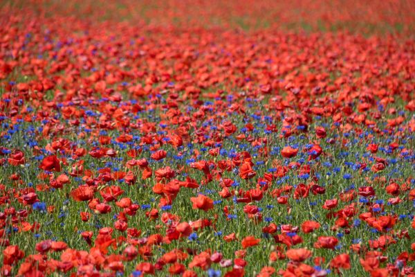 flower, field, poppy, blomma, cornflower, geolocation