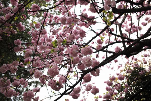 aliments,branche,fleur de cerisier,fleur,printemps,Tokyo