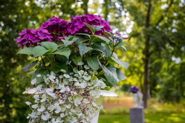 grădină, verde, inflori, hortensie, toamnă, copac