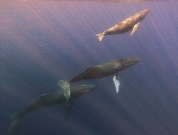 nature,blue,sea,creature,water,fish