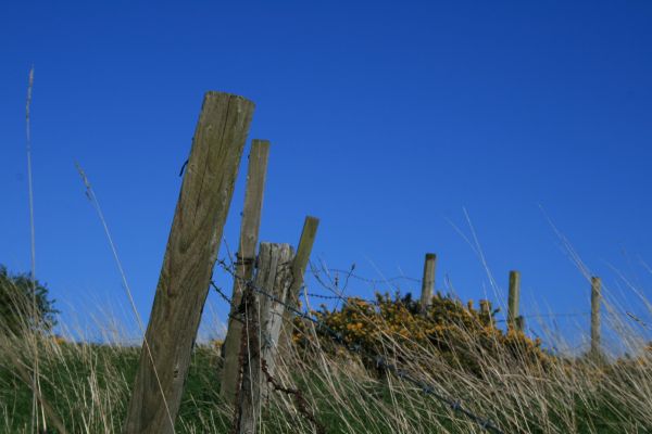 barbed wire, nature, grass, sky, field, Scotland