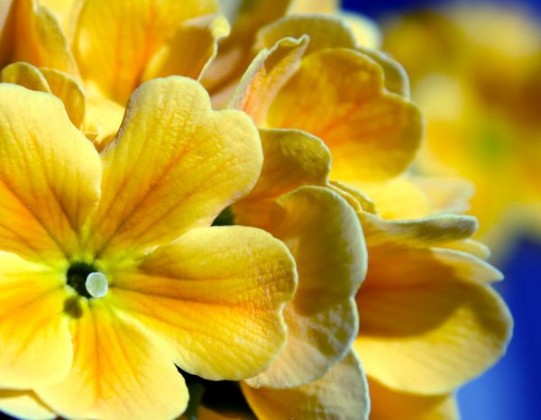 fleurs,bleu,l'automne,été,les plantes,plante