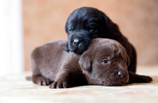 Labrador,retriever,honden,puppies,paar