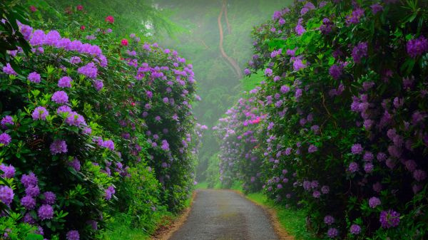 lilane Blumen,Blumengarten,Grün