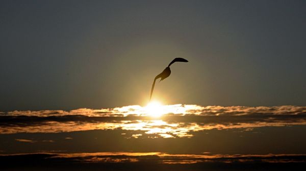 1920x1080 px,Espíritu,aves,Gaviotas,Paisajes del cielo,viento