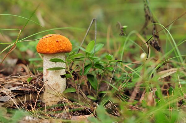 grass,plants,macro,mushroom,fungus,autumn