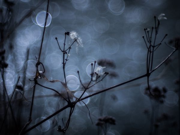 空,植物,モノクロ,夜,水,自然