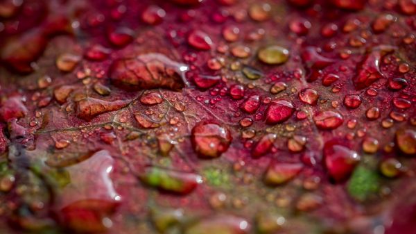 natura, avvicinamento, le foglie, gocce d'acqua, profondità di campo, macro