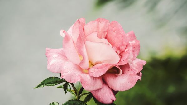 piante,fiori,macro,rosa,avvicinamento,gocce d'acqua