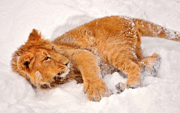 animali,gatto,la neve,Leone,grandi gatti,mammifero