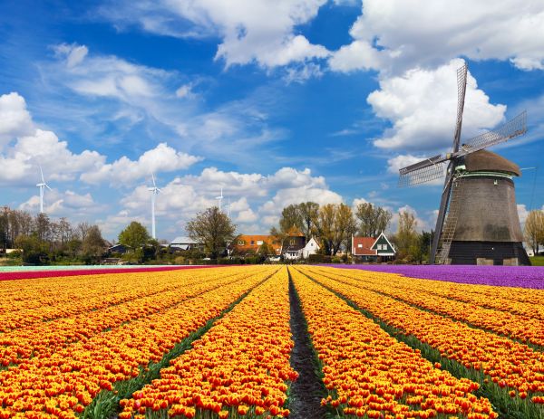 campo,4720x3648 px,campos,flor,Flores,tulipán