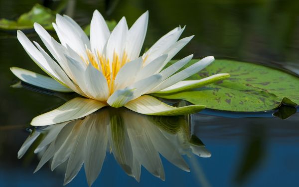 2560x1600 px,fiori,gigli,giglio,natura,macro