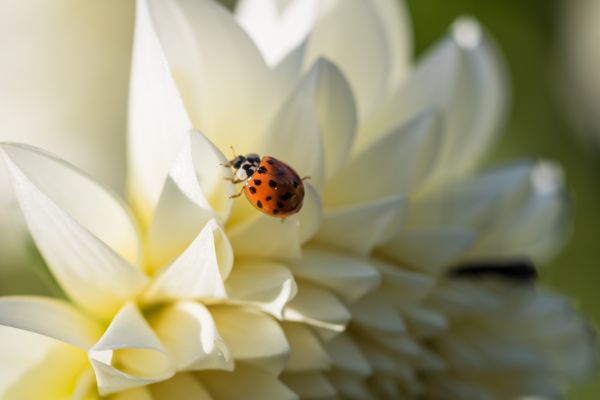 fotografie, insect, geel, stuifmeel, wit, macro