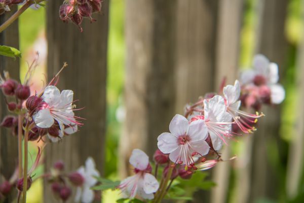 natur,afdeling,blomst,mad,cherry blossom,hegn