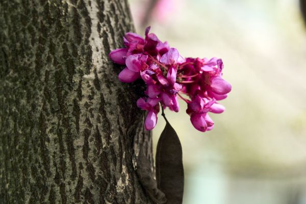 Flores,primavera,naturaleza,de cerca,borroso,blurry background