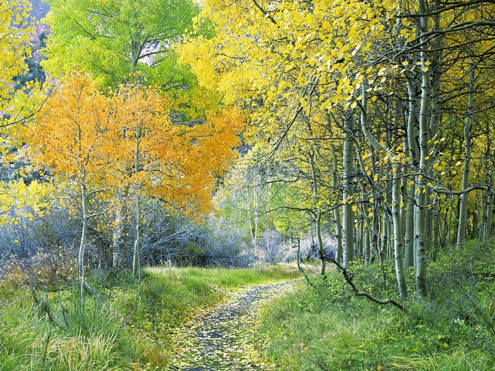 traccia, alberi, legna, autunno, turno, le foglie