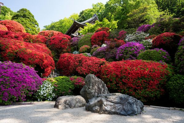 花,厂,Natural landscape,植物学,plant community,叶