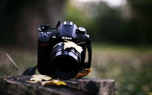 camera,Nikon,grass,leaves,autumn