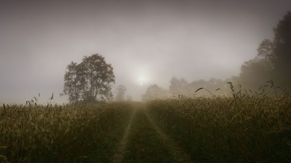 grass,landscape,light,summer,panorama,fog