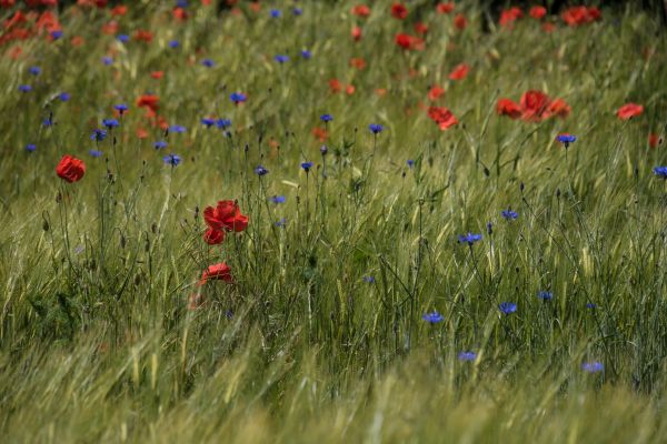 nature, grass, field, wheat, tundra, green