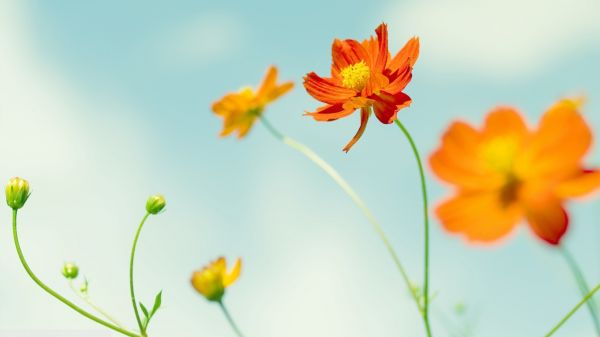 1920x1080 px,Kosmos-Blume,Blumen,Makro,Natur