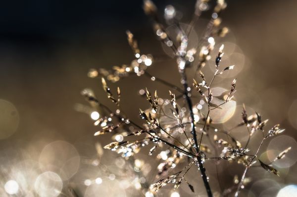 solljus, natur, fotografi, närbild, gräs, vinter-