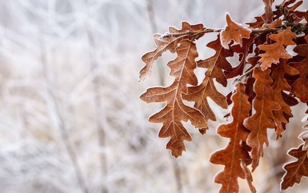 winter,vorst,bladeren,tak,ijs-,boom