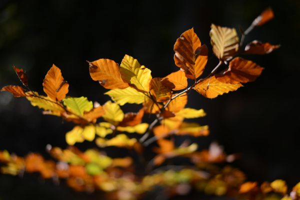 Colorful leaves,ตก,พื้นหลังสีดำ,แสงแดด