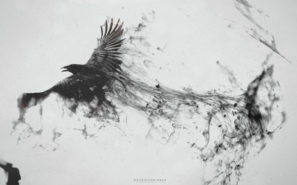 des oiseaux,animaux,faune,dessin,Monochrome,ouvrages d'art