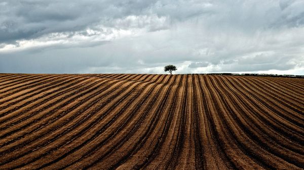 bruin,wit,zwart,veld-,wolken,landschap